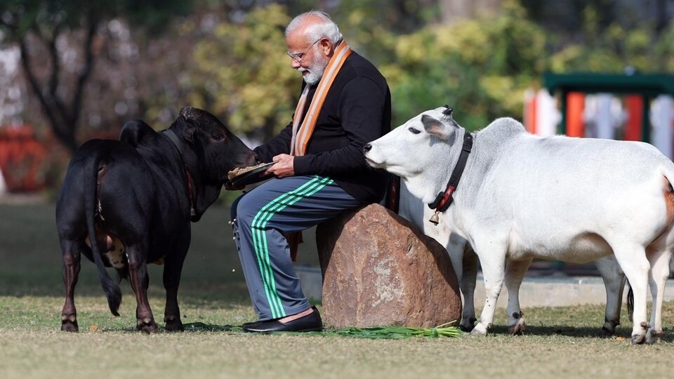 মোদির আমলে গরুর মাংস রপ্তানিতে রেকর্ড বৃদ্ধি